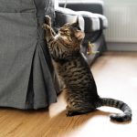 Kot drapiący tapicerowaną kanapę